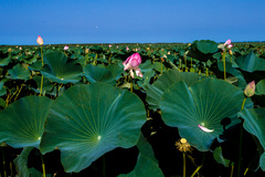 آغاز شکفتن نیلوفرهای آبی تالاب انزلی 